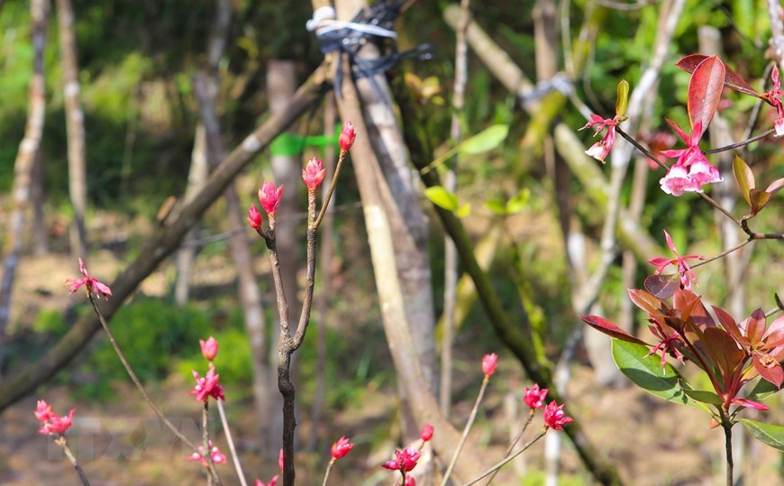 Hoa đào chuông bung nở, khoe sắc trên đỉnh núi Bà Nà - 6