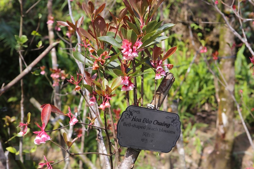 Hoa đào chuông bung nở, khoe sắc trên đỉnh núi Bà Nà - 7