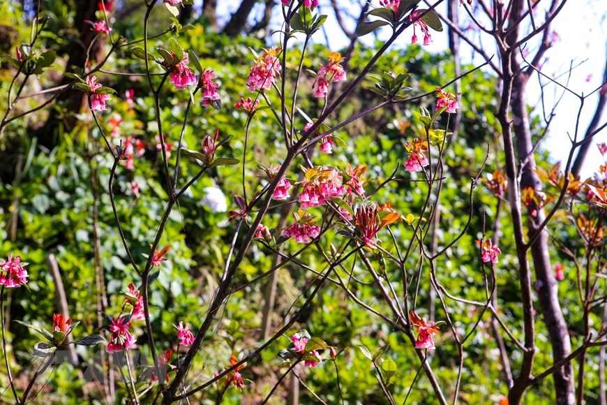 Hoa đào chuông bung nở, khoe sắc trên đỉnh núi Bà Nà - 9