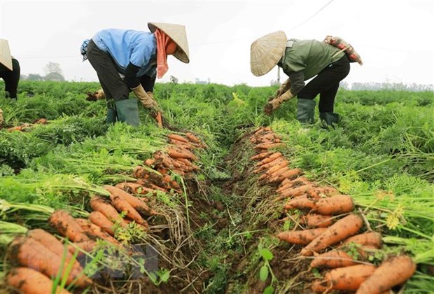 Lần đầu tiên Hải Dương tổ chức lễ hội thu hoạch cà rốt - 1