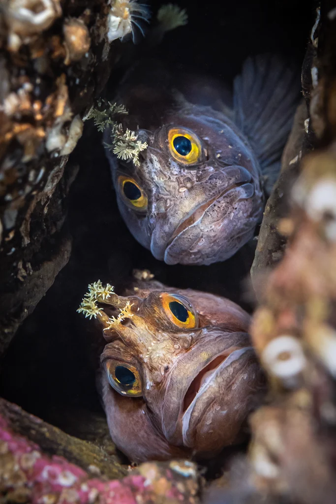Vẻ đẹp mùa đánh bắt cá cơm Phú Yên được vinh danh tại giải thưởng ảnh quốc tế - 9