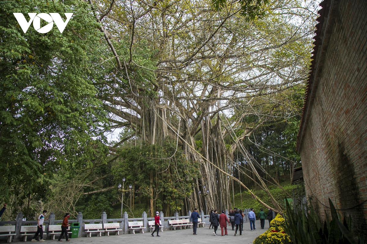 Cây đa 300 năm tuổi sừng sững nơi biên thùy - 14