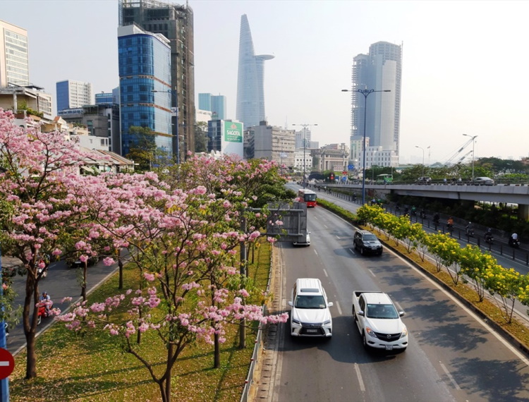Tháng 3, mùa hoa về giữa phố Sài Gòn