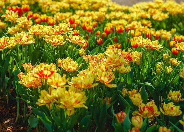 Triền hoa tulip đẹp ngỡ ngàng trên đỉnh núi Bà Đen Tây Ninh - 2