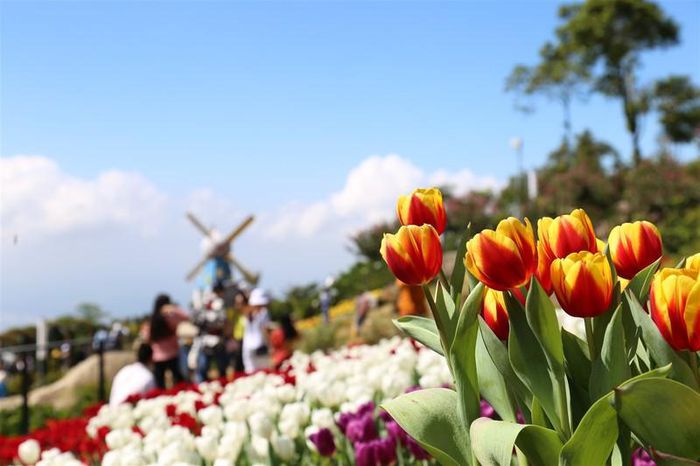 Triền hoa tulip đẹp ngỡ ngàng trên đỉnh núi Bà Đen Tây Ninh - 3