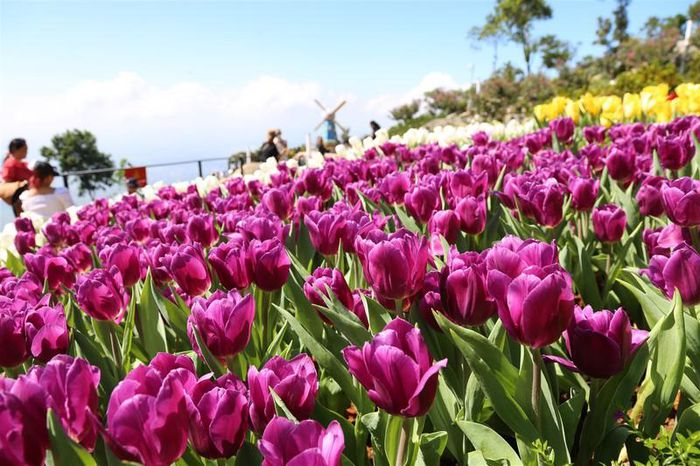 Triền hoa tulip đẹp ngỡ ngàng trên đỉnh núi Bà Đen Tây Ninh - 4
