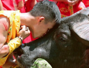 Kêu gọi 12.800 chữ ký bỏ Lễ hội chọi trâu Đồ Sơn: Đừng hùa theo văn hóa ngoại lai?
