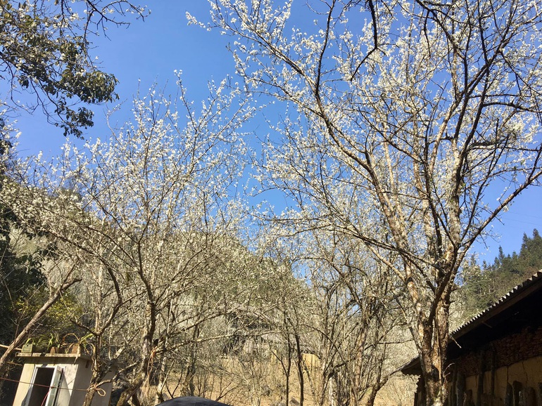 Đẹp ngỡ ngàng hoa mận nở trắng trời ở Tả Van Chư - 9