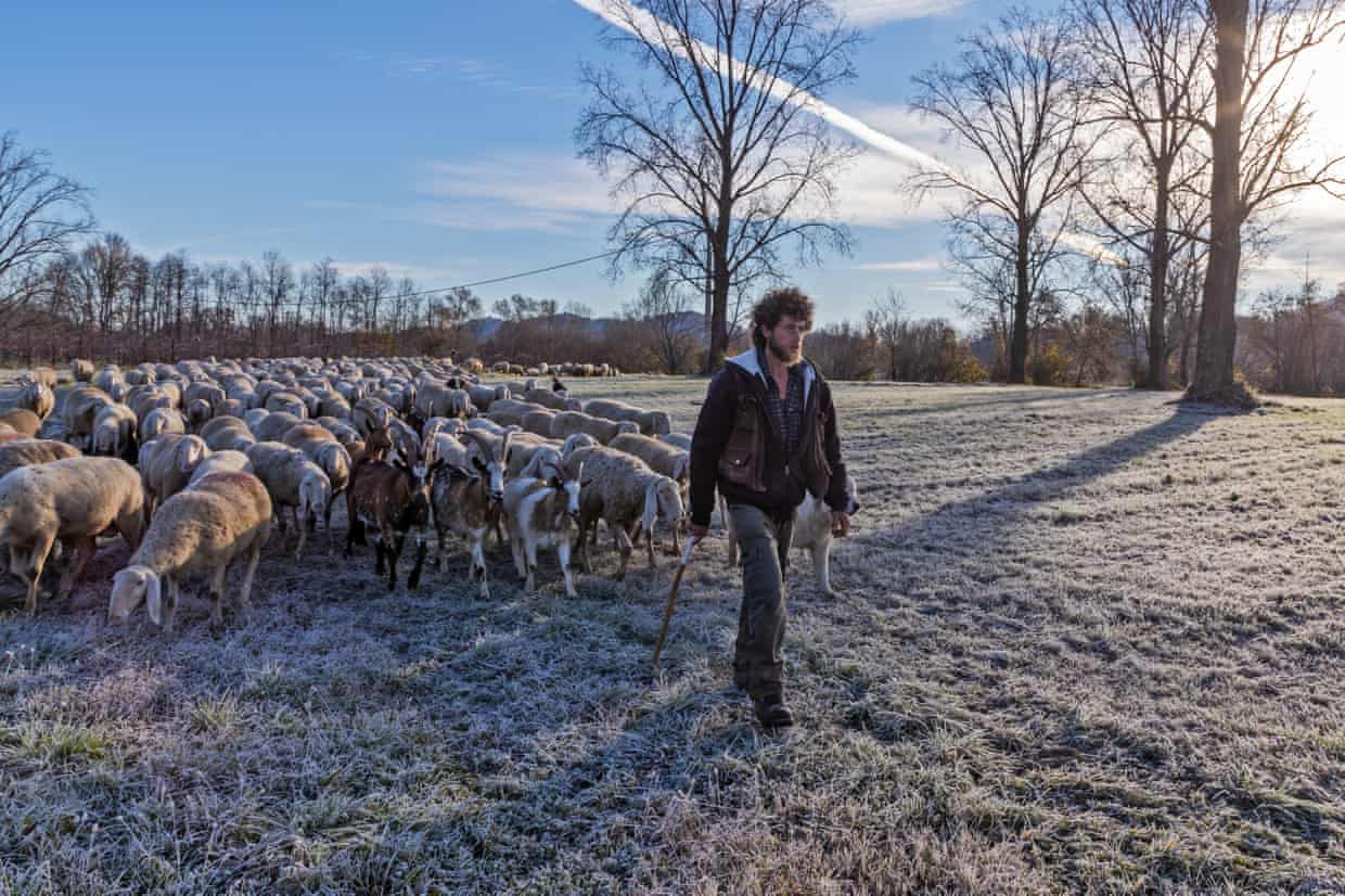 Người lang thang với 1.000 con cừu - 3