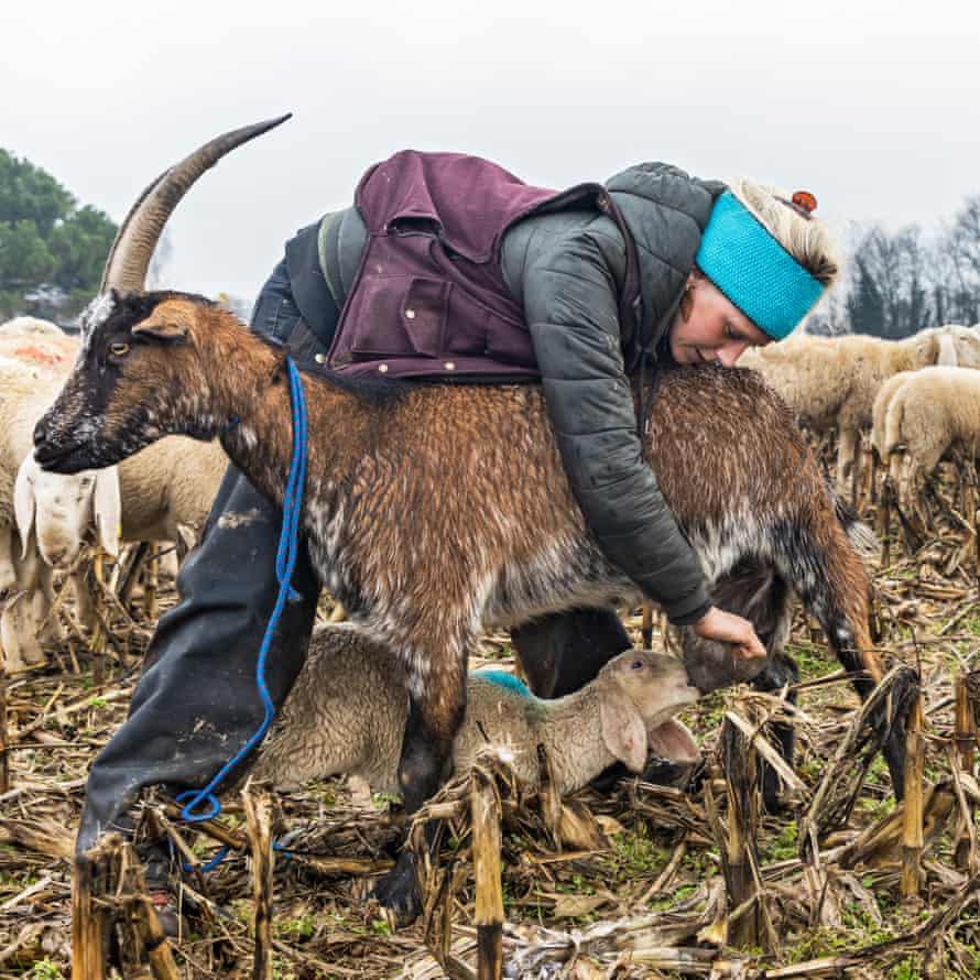 Người lang thang với 1.000 con cừu - 5