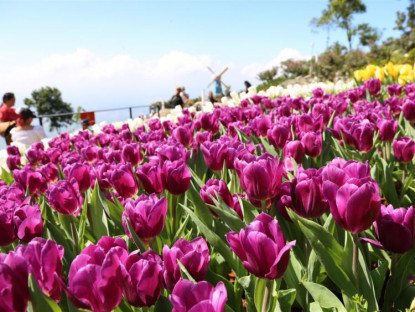 Chuyển động - Triền hoa tulip đẹp ngỡ ngàng trên đỉnh núi Bà Đen Tây Ninh