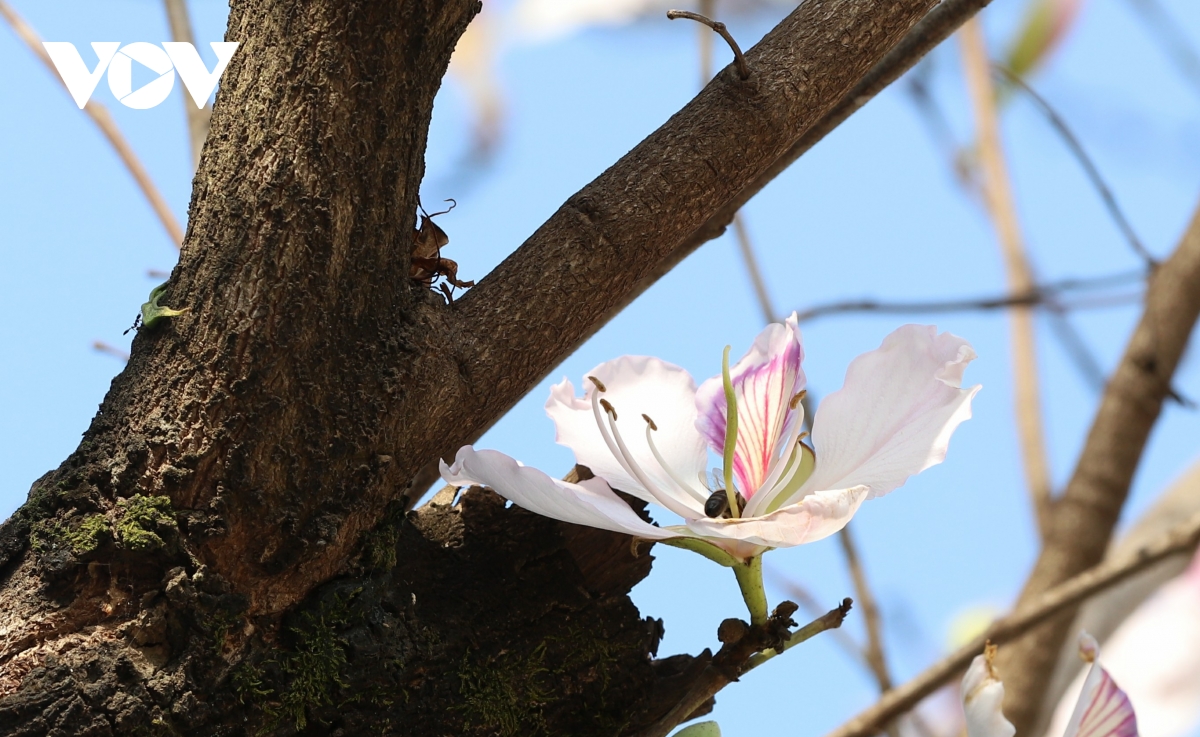 Sắc trắng tinh khôi hoa ban giữa phố núi Sơn La - 9