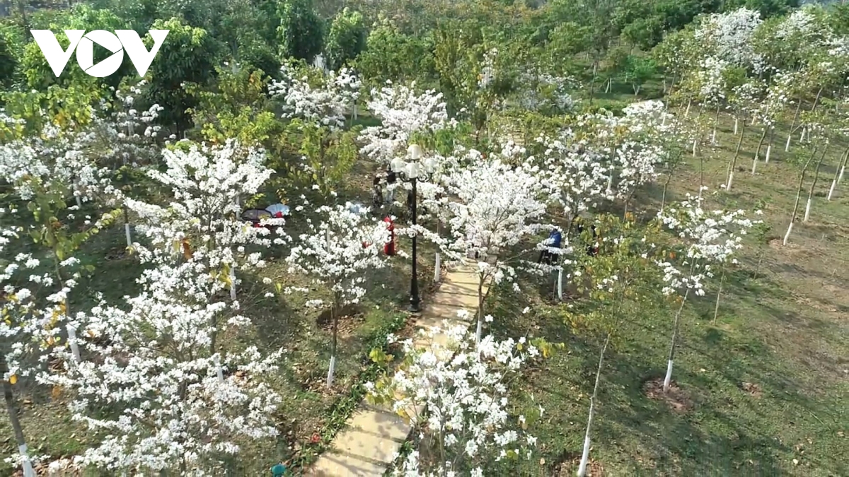 Sắc trắng tinh khôi hoa ban giữa phố núi Sơn La - 5