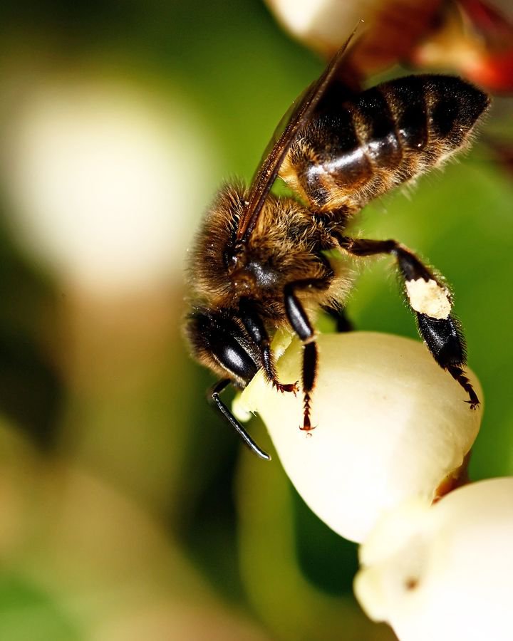 Mật ong đắng hiếm có ở Italy - 2