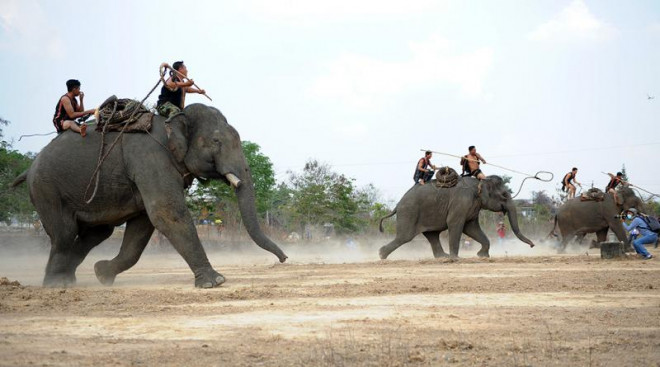 Bỏ du lịch cưỡi voi để cứu đàn voi nhà - 1
