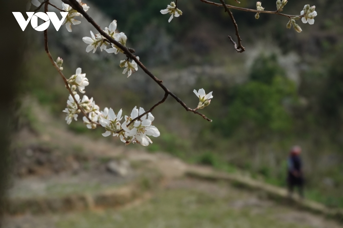Bản Mông Mù Cang Chải đẹp như tranh trong mùa Sơn tra nở hoa - 10