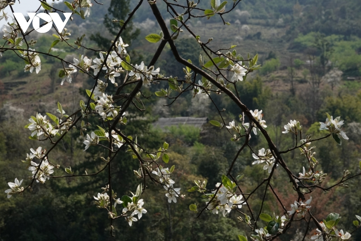 Bản Mông Mù Cang Chải đẹp như tranh trong mùa Sơn tra nở hoa - 12