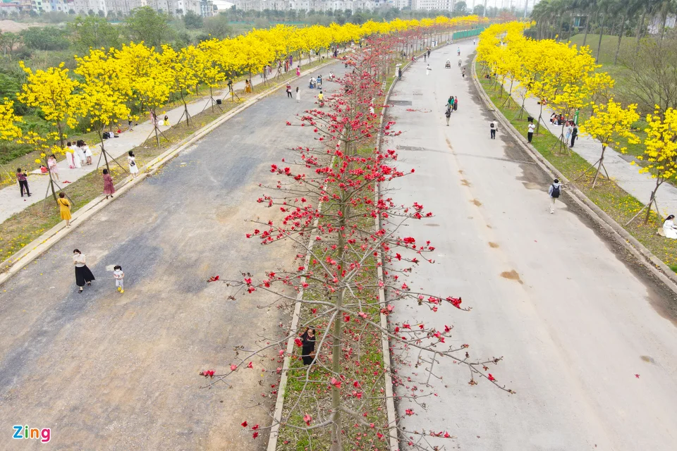 Đổ xô chụp ảnh ở đường hoa vàng óng mới xuất hiện tại Hà Nội - 2