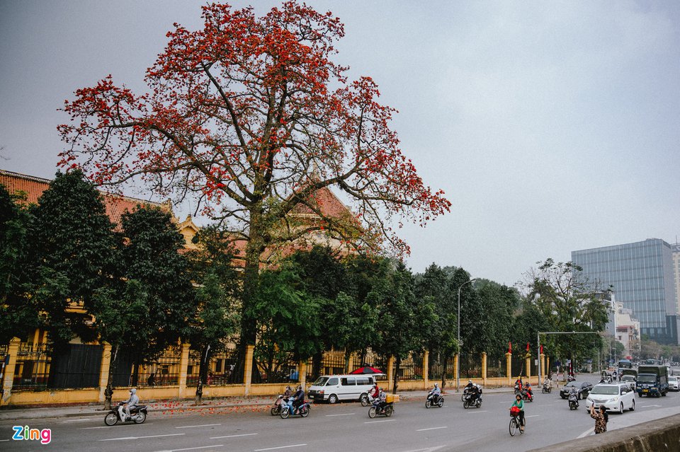 Cây hoa gạo lớn ở Hà Nội bung nở thu hút giới trẻ - 1