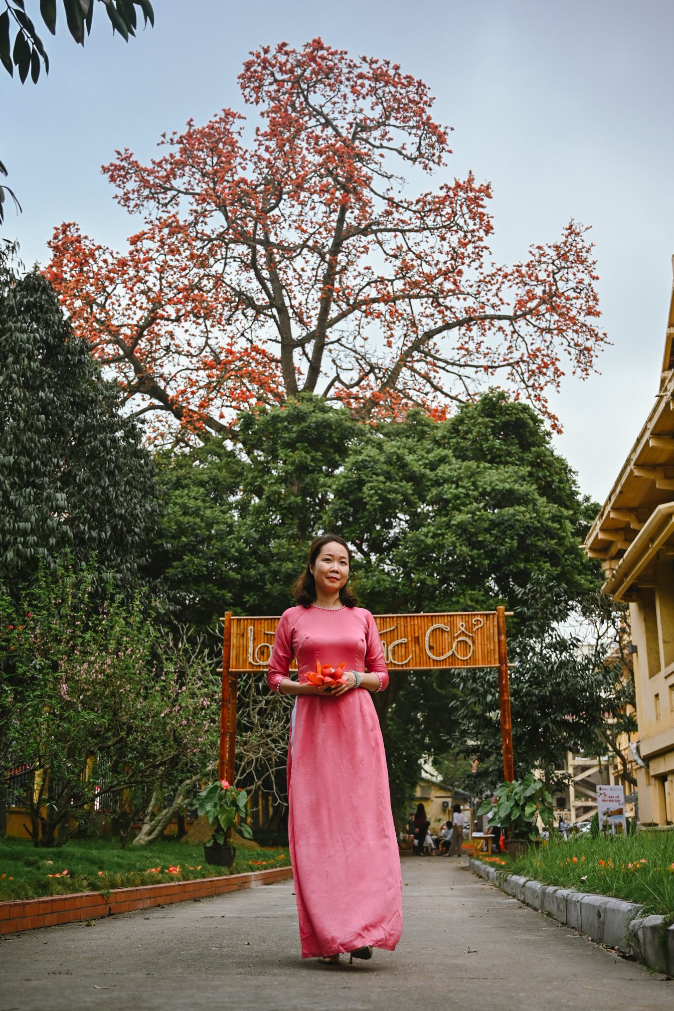 Cây hoa gạo lớn ở Hà Nội bung nở thu hút giới trẻ - 11