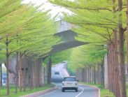 Nút giao 'hot' nhất Hà Nội: Hàng bàng lá nhỏ xanh mơn mởn, đẹp 'tựa châu Âu'