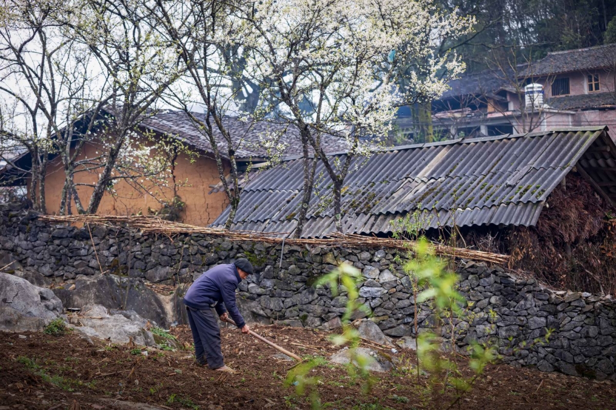 Sức sống trên Cao nguyên đá Đồng Văn - 8