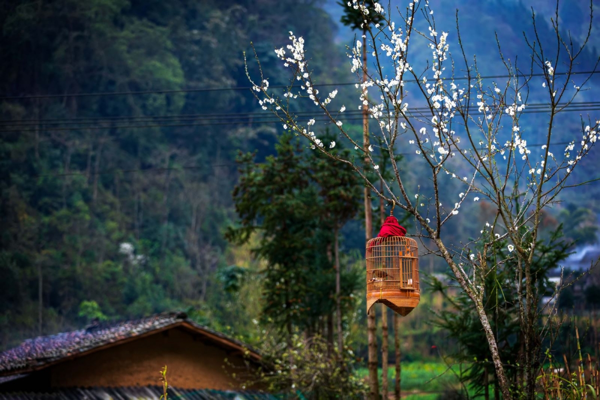 Sức sống trên Cao nguyên đá Đồng Văn - 2