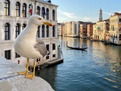Chuyển động - Chim dữ tấn công cướp thức ăn, Venice phát súng nước cho du khách 'tự vệ'