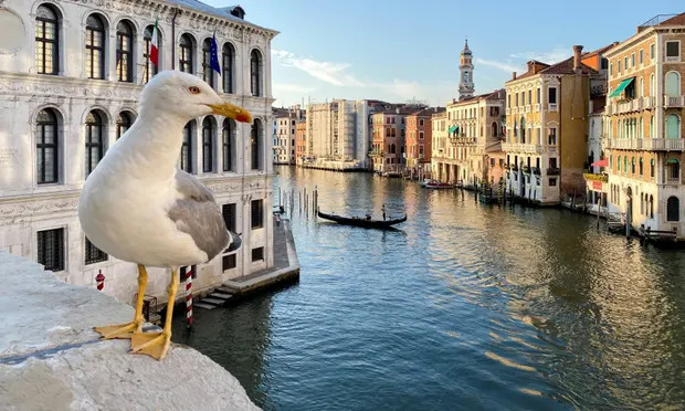 Chim dữ tấn công cướp thức ăn, Venice phát súng nước cho du khách 'tự vệ' - 1