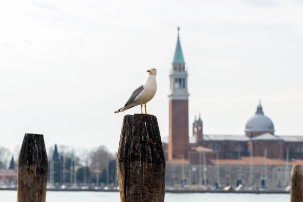 Chim dữ tấn công cướp thức ăn, Venice phát súng nước cho du khách 'tự vệ' - 2