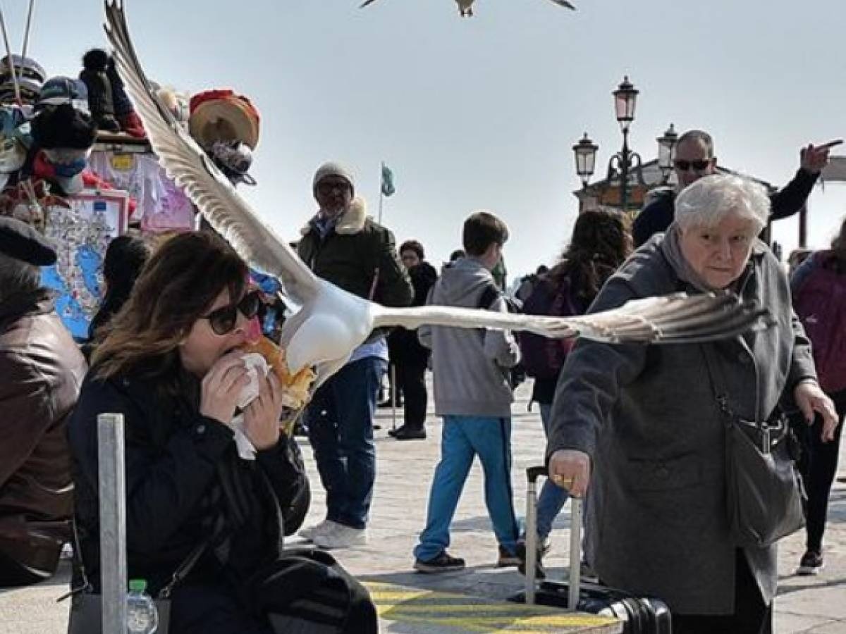 Chim dữ tấn công cướp thức ăn, Venice phát súng nước cho du khách 'tự vệ' - 3