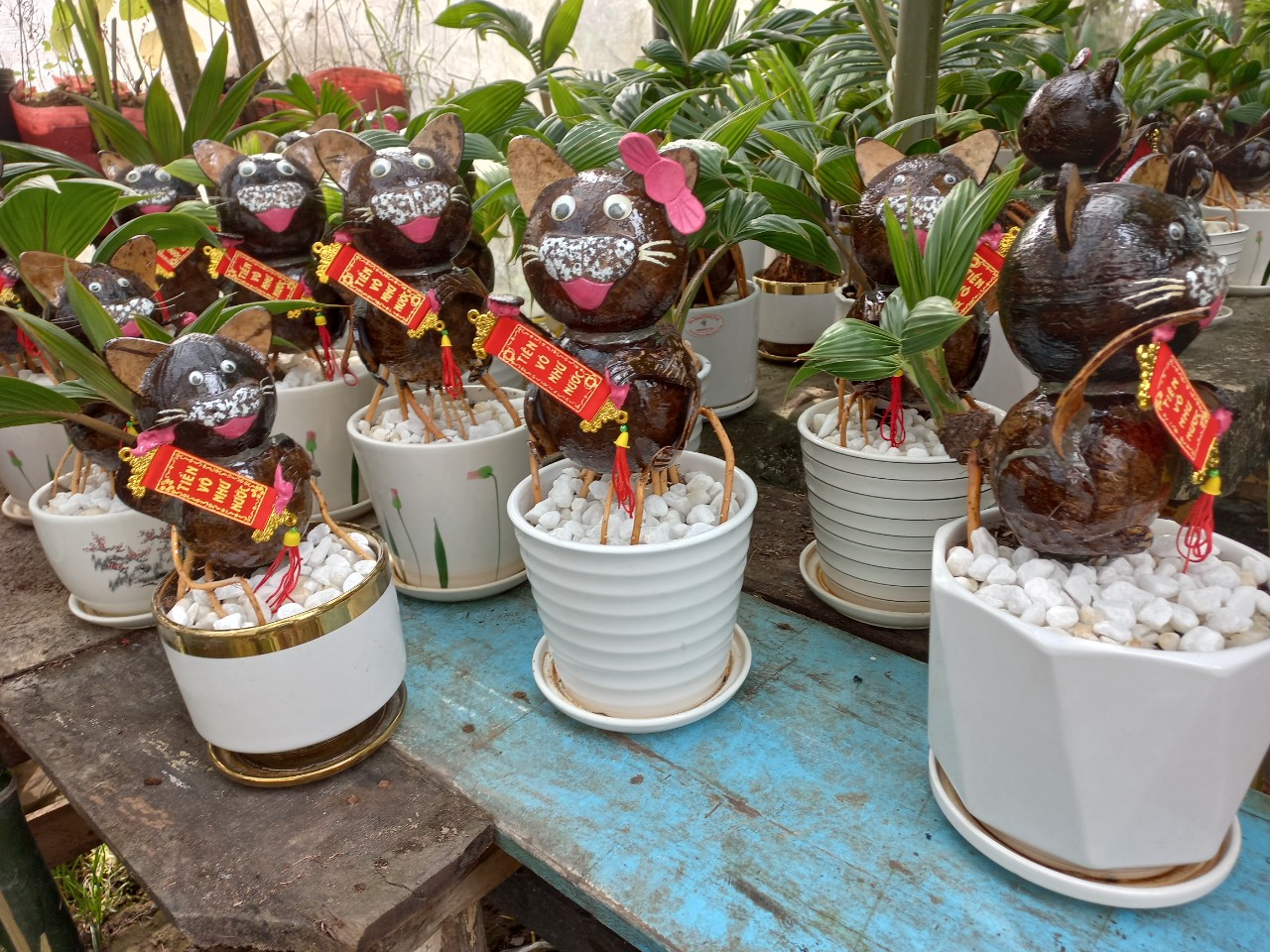 Nhà vườn TP.HCM mang bonsai dừa tạo hình mèo ra chợ Tết Quý Mão - 1