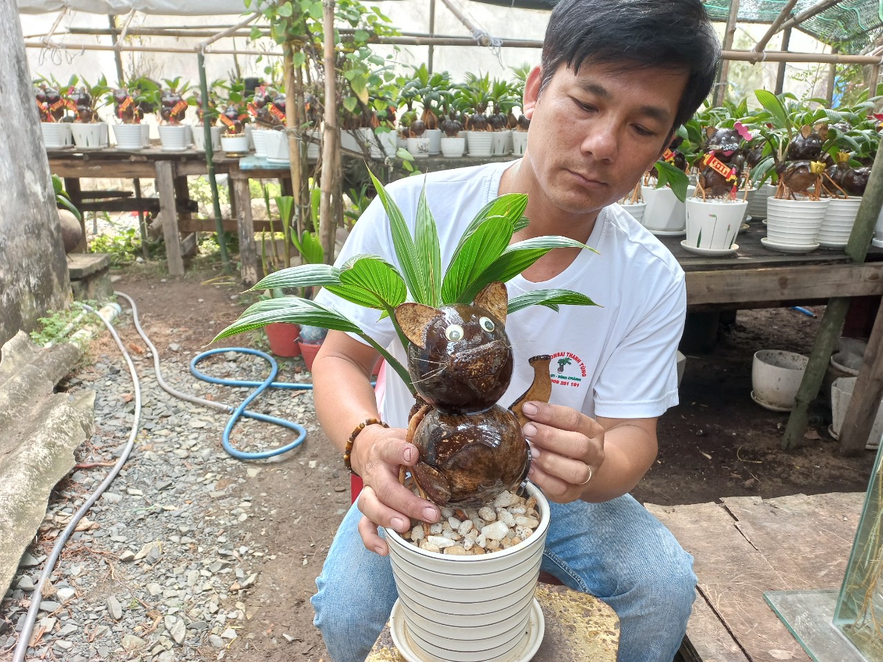 Nhà vườn TP.HCM mang bonsai dừa tạo hình mèo ra chợ Tết Quý Mão - 4