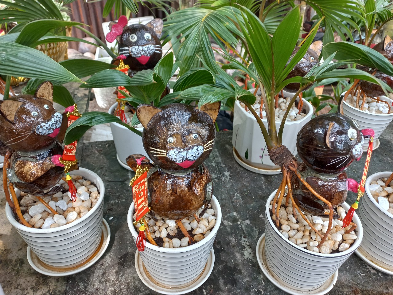 Nhà vườn TP.HCM mang bonsai dừa tạo hình mèo ra chợ Tết Quý Mão - 5