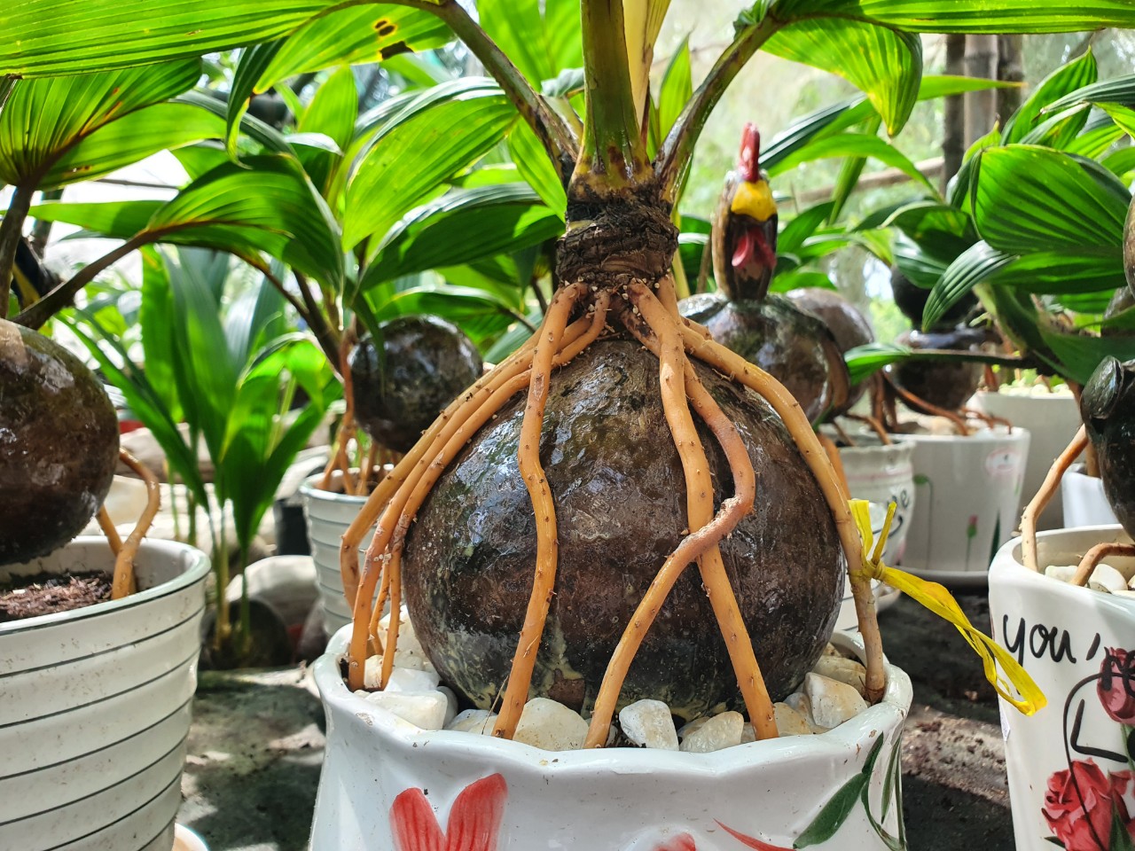 Nhà vườn TP.HCM mang bonsai dừa tạo hình mèo ra chợ Tết Quý Mão - 7