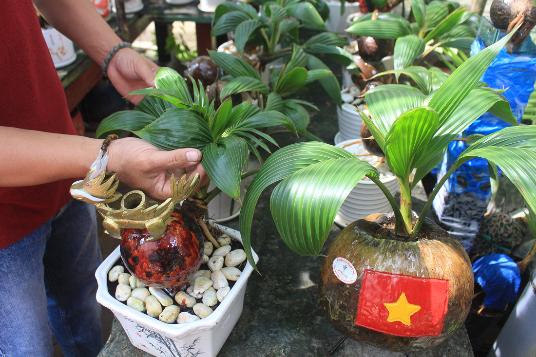 Nhà vườn TP.HCM mang bonsai dừa tạo hình mèo ra chợ Tết Quý Mão - 8
