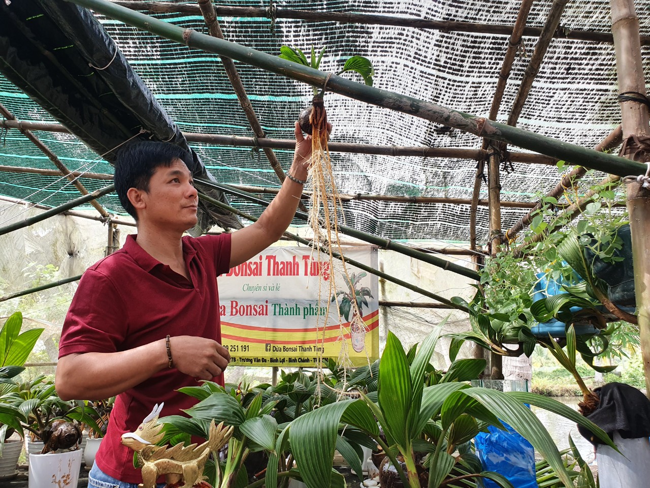Nhà vườn TP.HCM mang bonsai dừa tạo hình mèo ra chợ Tết Quý Mão - 9