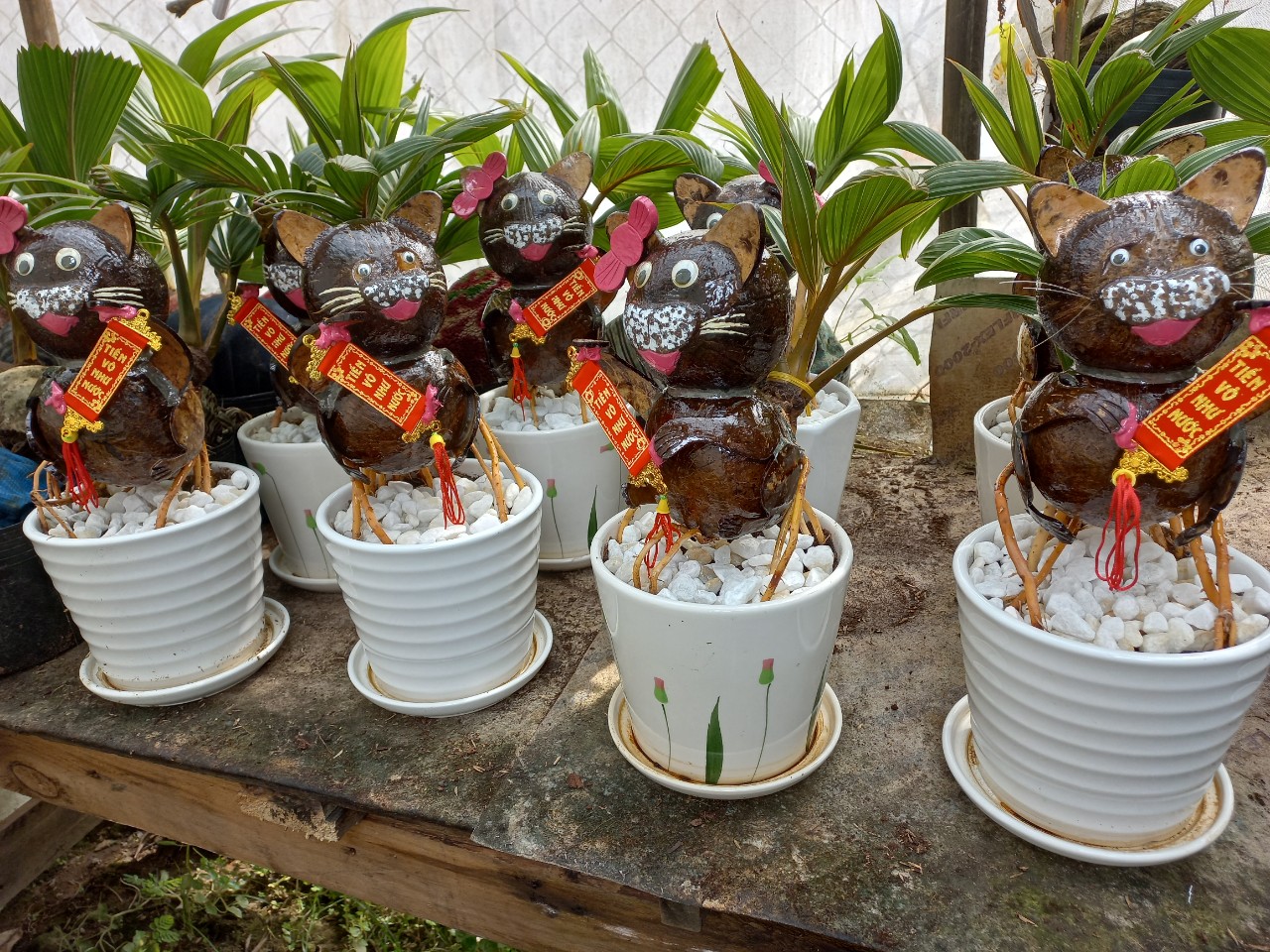 Nhà vườn TP.HCM mang bonsai dừa tạo hình mèo ra chợ Tết Quý Mão - 12