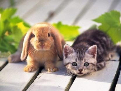 Bí quyết - Vì sao năm Mão của Việt Nam là mèo, ở Trung Quốc, Hàn Quốc là thỏ?