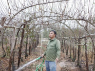 Nghề 'săn' đào bán Tết