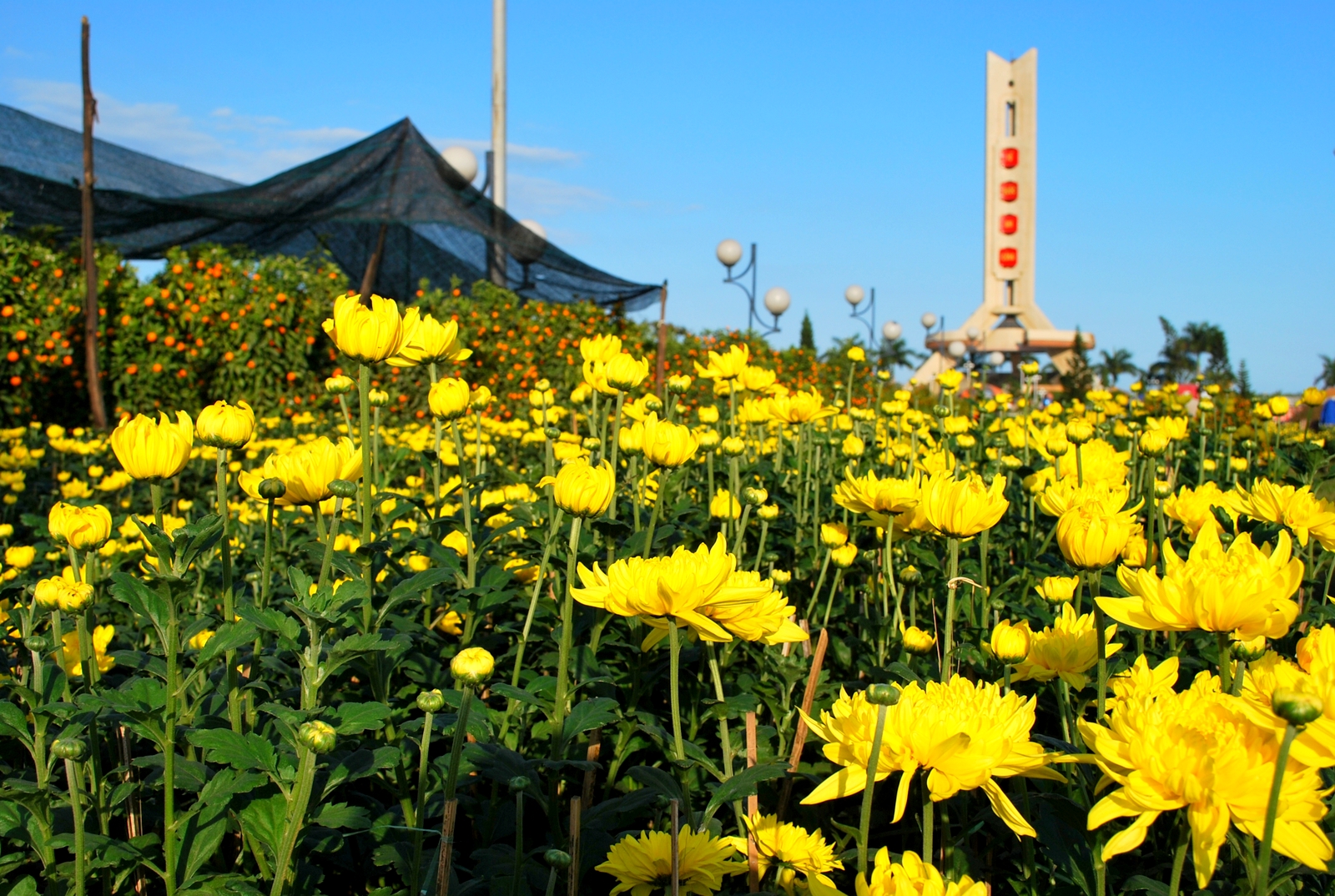 Những loài hoa mang ý nghĩa may mắn, tài lộc cho ngày Tết 2023 - 1