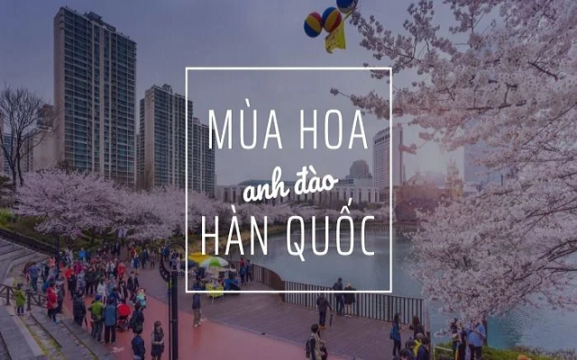 Hành trình du lịch Hàn Quốc khám phá mùa hoa anh đào rực rỡ - 1