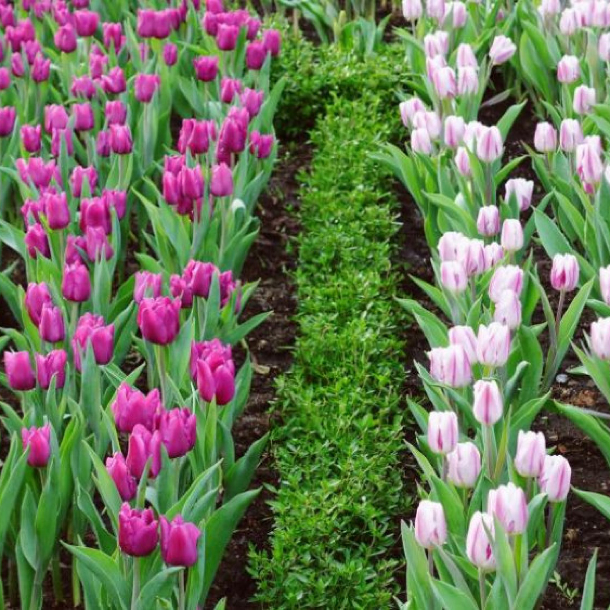 Giải trí - 100.000 cây hoa tulip khiến du khách mê mẩn trên núi Bà Đen dịp Tết