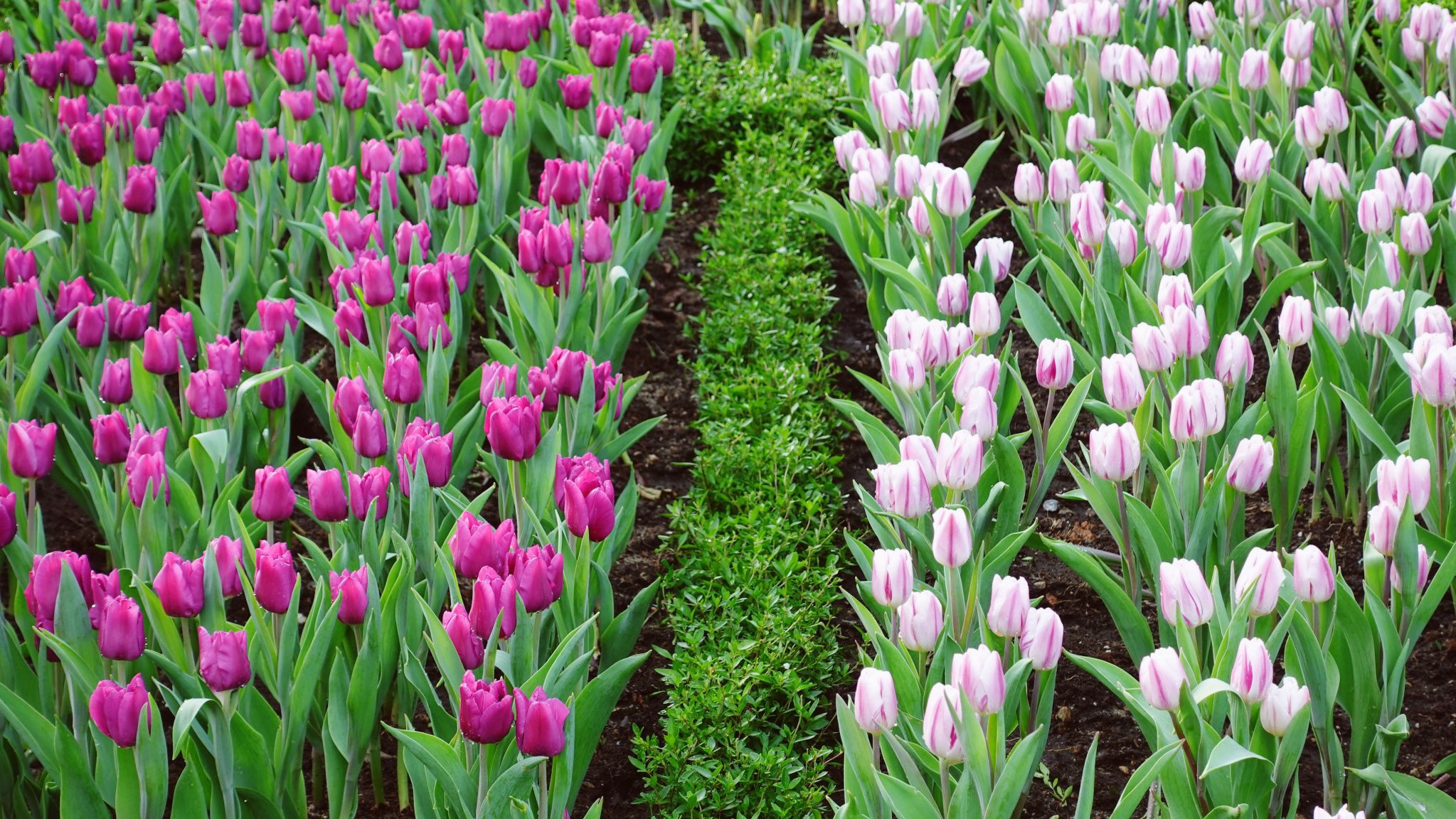 100.000 cây hoa tulip khiến du khách mê mẩn trên núi Bà Đen dịp Tết - 1