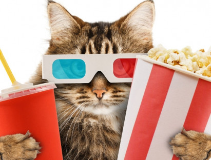 5 bộ phim hay về mèo cho gia đình nhỏ ngày Tết