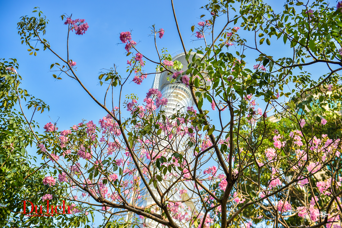 Mùa kèn hồng đến vội ở Sài Gòn - 6