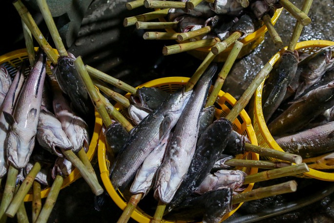 TP.HCM: Phố cá lóc nướng xuyên đêm đỏ lửa cho ngày vía Thần Tài - 5