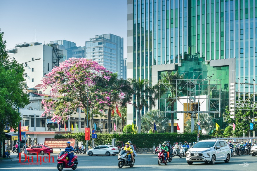 Mùa kèn hồng đến vội ở Sài Gòn - 16