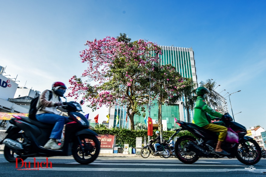 Mùa kèn hồng đến vội ở Sài Gòn - 19