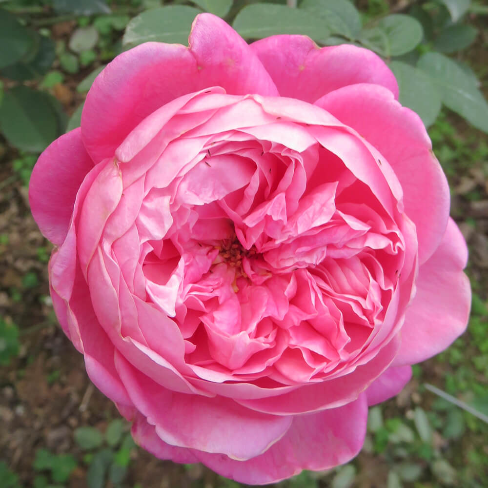 Vẻ đẹp kiêu sa của hoa hồng cổ sapa - 3